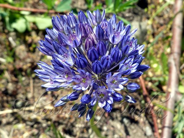 Blue Onion